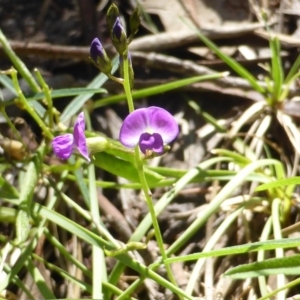 Glycine clandestina at Isaacs, ACT - 25 Jan 2015