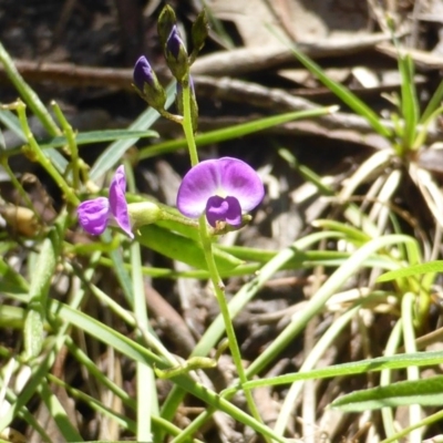 Glycine clandestina (Twining Glycine) at Isaacs, ACT - 24 Jan 2015 by Mike