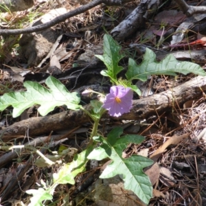 Solanum cinereum at Isaacs Ridge - 25 Jan 2015