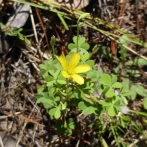 Oxalis sp. at Isaacs, ACT - 25 Jan 2015