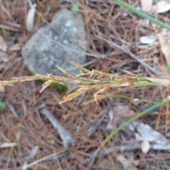 Lepidosperma laterale (Variable Sword Sedge) at Isaacs Ridge - 25 Jan 2015 by Mike