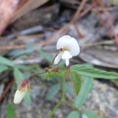 Glycine clandestina (Twining Glycine) at Isaacs, ACT - 24 Jan 2015 by Mike