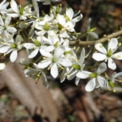 Bursaria spinosa (Native Blackthorn, Sweet Bursaria) at Isaacs, ACT - 25 Jan 2015 by Mike