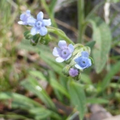 Cynoglossum australe (Australian Forget-me-not) at Isaacs, ACT - 24 Jan 2015 by Mike
