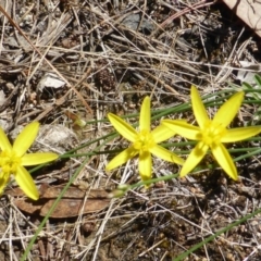 Tricoryne elatior (Yellow Rush Lily) at Isaacs, ACT - 24 Jan 2015 by Mike