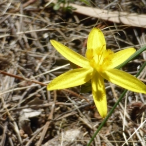 Tricoryne elatior at Isaacs Ridge - 25 Jan 2015