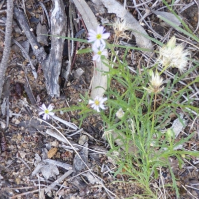 Vittadinia muelleri (Narrow-leafed New Holland Daisy) at Isaacs Ridge - 24 Jan 2015 by Mike