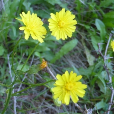 Unidentified at Isaacs, ACT - 25 Jan 2015 by Mike