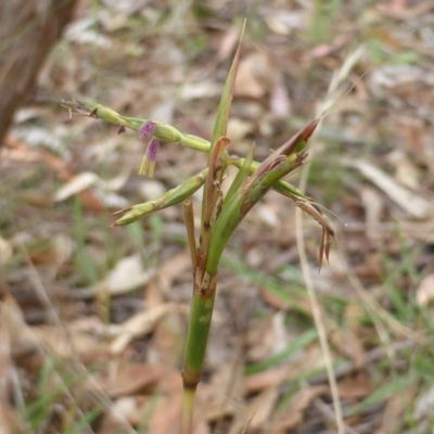 Cymbopogon refractus (Barbed-wire Grass) at O'Malley, ACT - 25 Jan 2015 by Mike