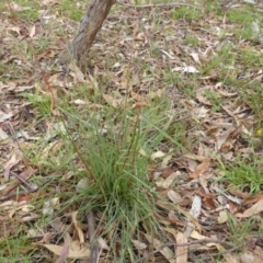 Cymbopogon refractus at O'Malley, ACT - 26 Jan 2015 08:21 AM