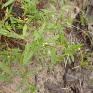 Persicaria prostrata at O'Malley, ACT - 26 Jan 2015