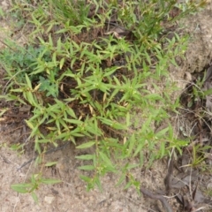 Persicaria prostrata at O'Malley, ACT - 26 Jan 2015 08:29 AM