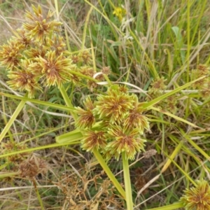 Cyperus eragrostis at O'Malley, ACT - 26 Jan 2015