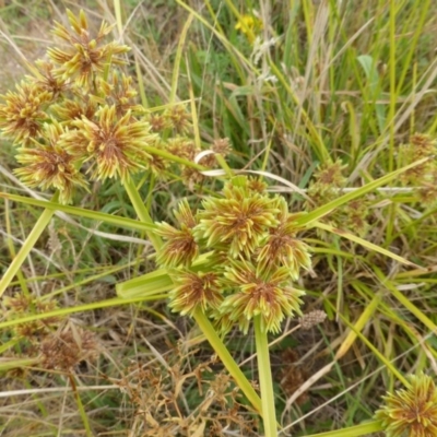 Cyperus eragrostis (Umbrella Sedge) at O'Malley, ACT - 26 Jan 2015 by Mike