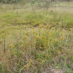 Cyperus eragrostis at O'Malley, ACT - 26 Jan 2015 08:31 AM