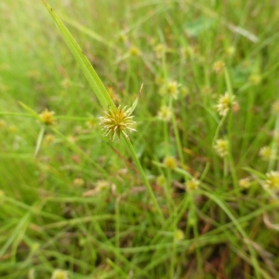 Cyperus sphaeroideus (Scented Sedge) at Garran, ACT - 26 Jan 2015 by Mike