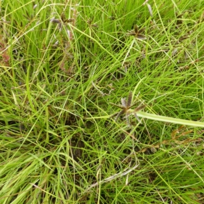 Cyperus sanguinolentus (A Sedge) at Garran, ACT - 26 Jan 2015 by Mike