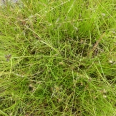 Cyperus sanguinolentus at Garran, ACT - 26 Jan 2015