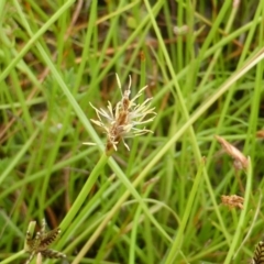 Eleocharis sp. at Mount Mugga Mugga - 26 Jan 2015 by Mike