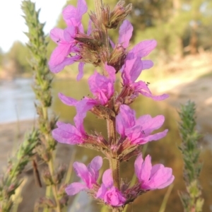 Lythrum salicaria at Greenway, ACT - 2 Jan 2015 07:43 PM