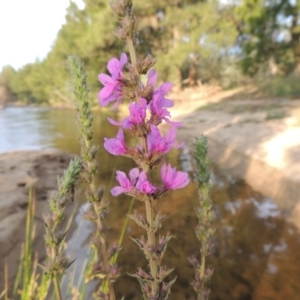 Lythrum salicaria at Greenway, ACT - 2 Jan 2015 07:43 PM