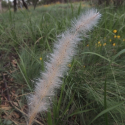 Imperata cylindrica (Blady Grass) at Greenway, ACT - 2 Jan 2015 by michaelb