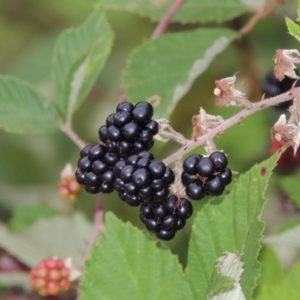 Rubus anglocandicans at Paddys River, ACT - 12 Jan 2015