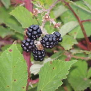 Rubus anglocandicans at Paddys River, ACT - 12 Jan 2015