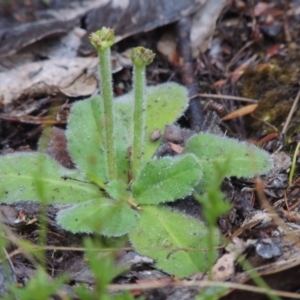 Solenogyne gunnii at Tennent, ACT - 11 Jan 2015