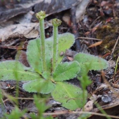 Solenogyne gunnii (Solengyne) at Tennent, ACT - 11 Jan 2015 by michaelb