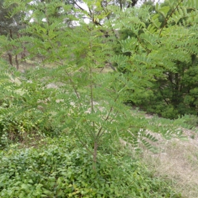 Robinia pseudoacacia (Black Locust) at Garran, ACT - 25 Jan 2015 by Mike