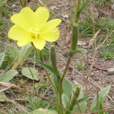 Oenothera stricta subsp. stricta (Common Evening Primrose) at Garran, ACT - 25 Jan 2015 by Mike