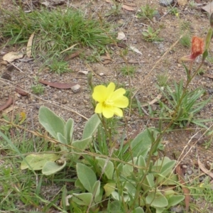 Oenothera stricta subsp. stricta at Garran, ACT - 26 Jan 2015