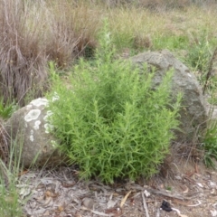 Dittrichia graveolens (Stinkwort) at Garran, ACT - 26 Jan 2015 by Mike