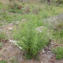 Dittrichia graveolens at Garran, ACT - 26 Jan 2015