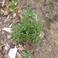 Euchiton involucratus (Star Cudweed) at Garran, ACT - 25 Jan 2015 by Mike