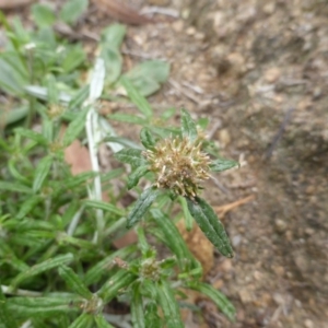 Euchiton involucratus at Garran, ACT - 26 Jan 2015