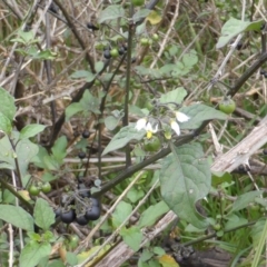 Solanum nigrum (Black Nightshade) at Garran, ACT - 25 Jan 2015 by Mike