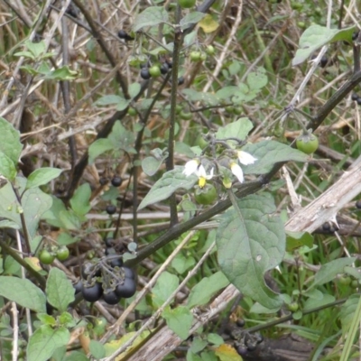 Solanum nigrum (Black Nightshade) at Garran, ACT - 26 Jan 2015 by Mike