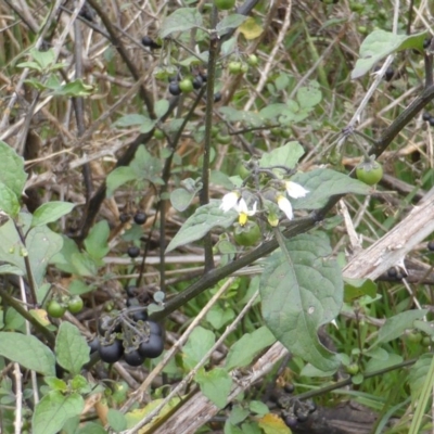 Solanum nigrum (Black Nightshade) at Garran, ACT - 25 Jan 2015 by Mike