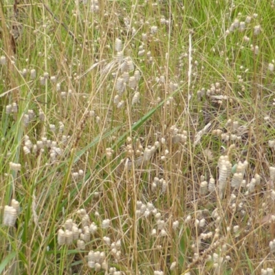 Briza maxima (Quaking Grass, Blowfly Grass) at Garran, ACT - 25 Jan 2015 by Mike