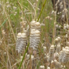 Briza maxima at Garran, ACT - 26 Jan 2015