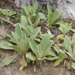 Verbascum thapsus subsp. thapsus (Great Mullein, Aaron's Rod) at Garran, ACT - 26 Jan 2015 by Mike