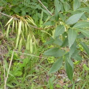 Fraxinus angustifolia at Garran, ACT - 26 Jan 2015