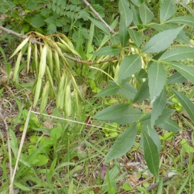 Fraxinus angustifolia (Desert Ash) at Garran, ACT - 26 Jan 2015 by Mike