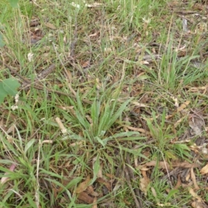 Plantago lanceolata at Garran, ACT - 26 Jan 2015 09:18 AM