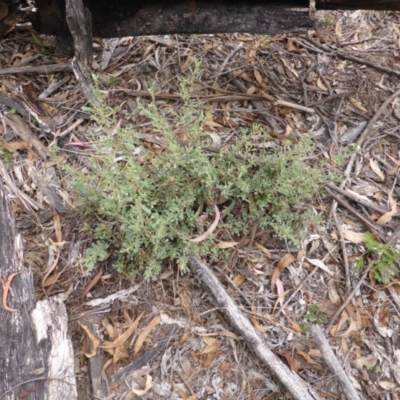 Hibbertia obtusifolia (Grey Guinea-flower) at Garran, ACT - 26 Jan 2015 by Mike