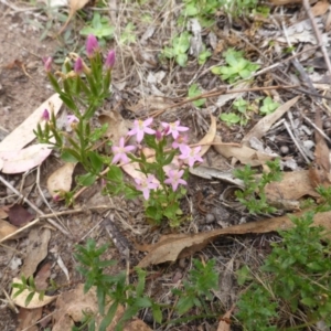 Centaurium erythraea at Garran, ACT - 26 Jan 2015