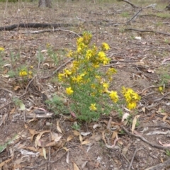 Hypericum perforatum (St John's Wort) at Garran, ACT - 25 Jan 2015 by Mike