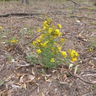 Hypericum perforatum (St John's Wort) at Garran, ACT - 25 Jan 2015 by Mike